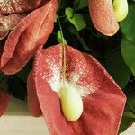 Aristolochia littoralis Fula