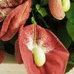 Aristolochia littoralis Flower