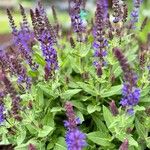 Salvia nemorosaFlor