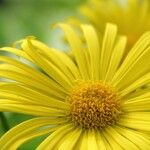 Doronicum columnae 花