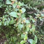 Cotoneaster franchetii Лист