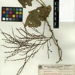Dioscorea multiflora Diğer