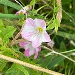 Convolvulus arvensis Cvet