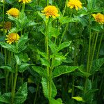 Heliopsis helianthoides Blodyn