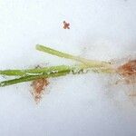 Littorella uniflora অভ্যাস