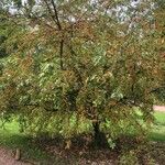 Malus prunifolia Habit