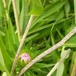 Stokesia laevis Kaarna