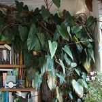 Philodendron erubescens Folha