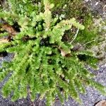 Selaginella denticulata Deilen