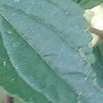 Celtis africana Leaf