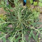 Echium vulgare Leaf