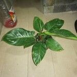 Philodendron erubescensLeaf