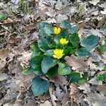 Ranunculus bullatus Flower