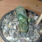 Gasteria Sakura FujiHábito