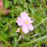 Heterotis rotundifolia Fiore