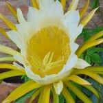 Hylocereus undatusFlor