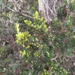 Erica arborea Feuille