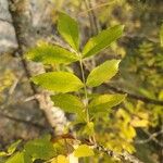 Fraxinus angustifoliaBlatt