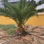 Phoenix canariensis Frunză