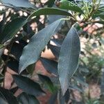 Ilex mitis Lapas