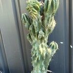 Cereus repandus Лист