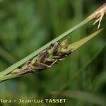 Carex vaginata Fruit