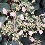 Schizophragma hydrangeoides Kukka