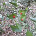 Ruscus aculeatus Fruto