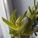 Leucadendron salignumFruit