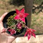 Graptopetalum bellum Flor