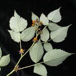 Rubus hoffmeisterianus Habitatea