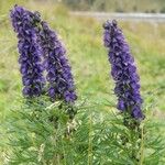 Aconitum napellus 花