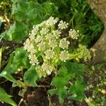 Heracleum sibiricum Blomst