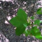 Acer monspessulanum পাতা