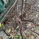 Symphoricarpos albusBark