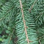 Picea asperata Feuille