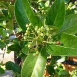 Viburnum odoratissimum Fruit