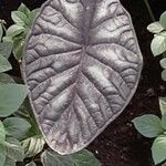 Alocasia baginda Лист