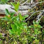 Chamaemespilus alpina Celota