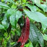 Excoecaria cochinchinensis Leaf