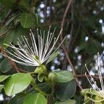 Maerua angolensis Fruit