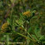 Bidens vulgata Annet