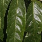 Casearia arguta Leaf