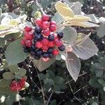 Viburnum lantana Froito