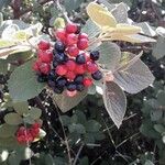 Viburnum lantana Плід