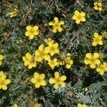 Potentilla drummondii Habitus