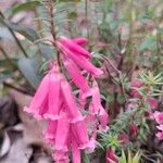 Epacris impressa 花