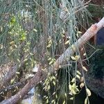 Retama monosperma 葉
