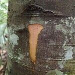 Guioa villosa Bark
