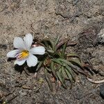 Viola pygmaea Blomst